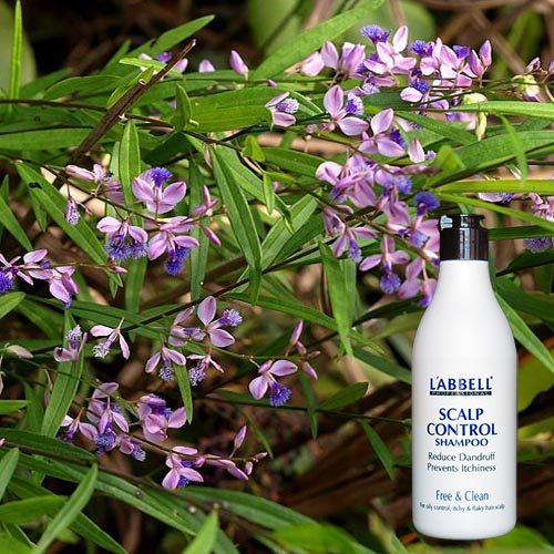 L'ABBELL Advanced Scalp Control Shampoo 300ml – Anti-Dandruff Scalp Care for Oily & Flaky Scalp - Image 2